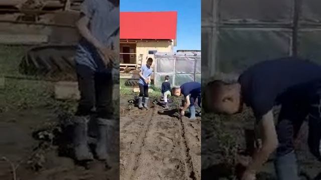 Посадка рассады картофеля