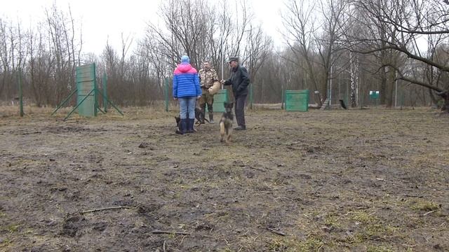 Щенки Скарлетт: Леман и Лаки со своей мамой Скарлетт н?