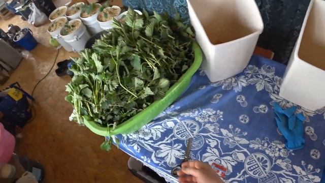 Секретная подкормка, от которой растения оживают в хо?