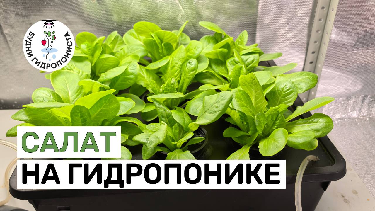 Салат на гидропонике
