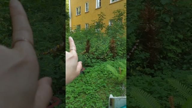 НАШ ОГОРОД 💗Перед домом🏠 БАССЕЙН 🌊 #участок #сад #ог