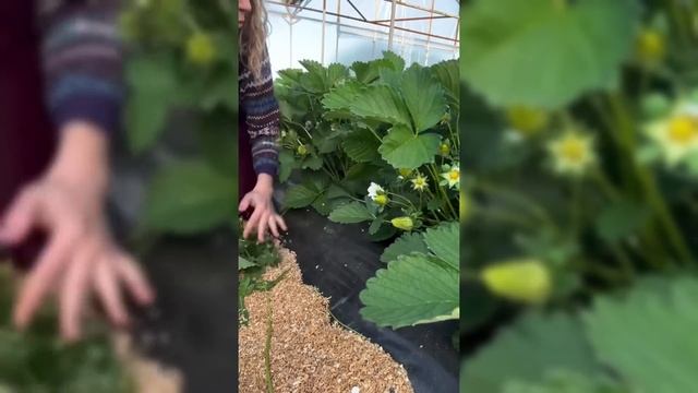 Клубничный вечер уход самое важное для большой ягоды #