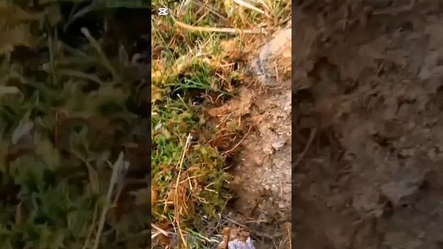 Коп в лису 2024 года