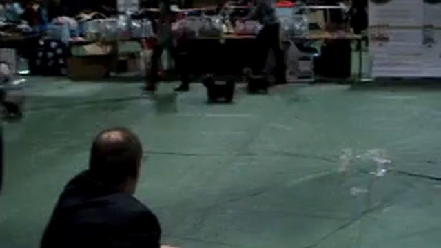 ОЛ СТАРС ВЕРОНА МАДЖЕСТИК ШЕЙП -перед рингом