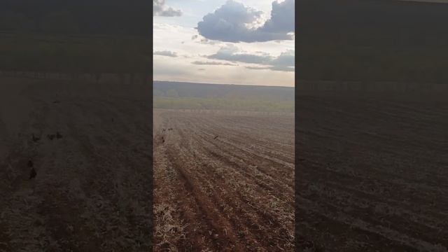 Культивация под посев ячменя суданки и просы на сенаж