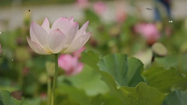 ВСЕМ СТАРИКАМ стоит посмотреть это видео | женская пси