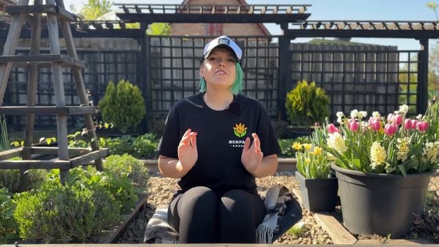 Посадка бульбової бегонії. Як правильно посадити бего