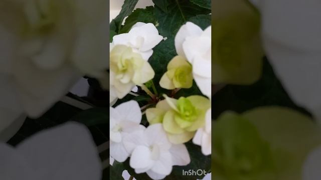 Гортензия крупнолистная Doppio Bianco 😍