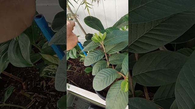 2025-02-16 [Su] 09-18 Прогулка по садику-огородику +