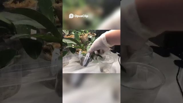 Правильный полив орхидей: секреты ухода за коллекцией