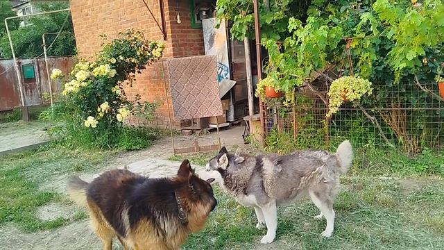 биба и боба