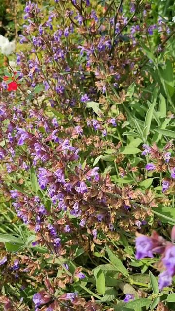 Синий цвет в саду.  Июнь.