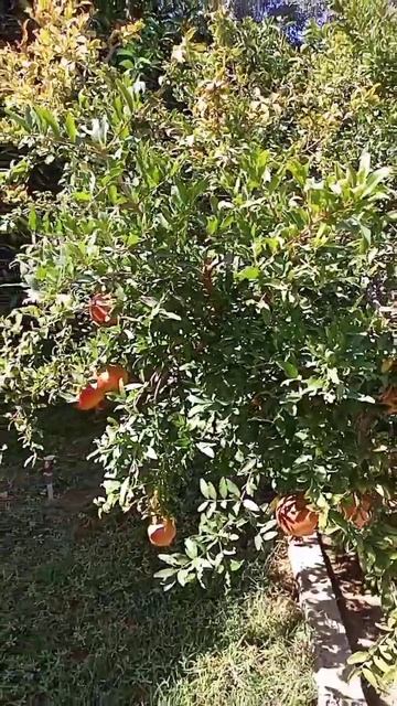 А какого цвета, вы думали гранат⁉️🤔🤭🤫