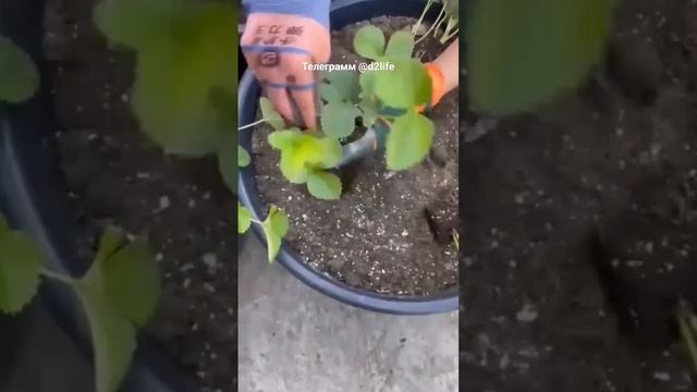 Рассада клубники