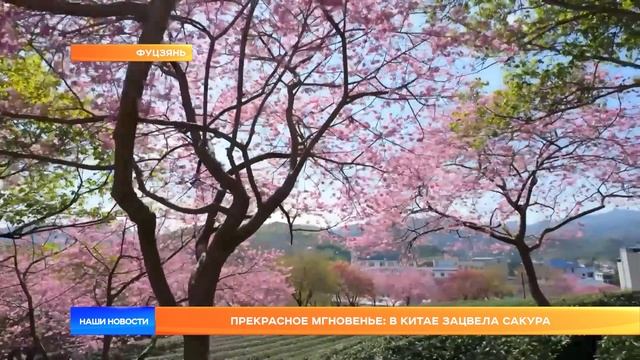Прекрасное мгновенье: в Китае зацвела сакура