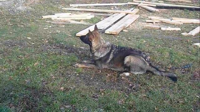 Кинологический центр МВД по Удмуртии