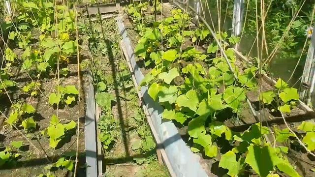 11 июля 2024 г. Огород. Жара