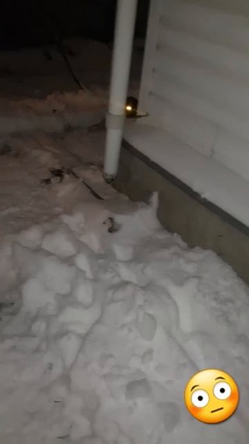 #Слежка из #тьмы!😳🤣 У кота прибор ночного видения.)))