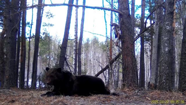 Проснулся_медведь_2025