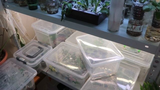 Привожу в порядок растения/ Тестирую новый грунт