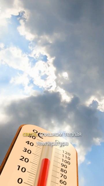 Почему рассада вытягивается? #дача #рассада #сад #огоро