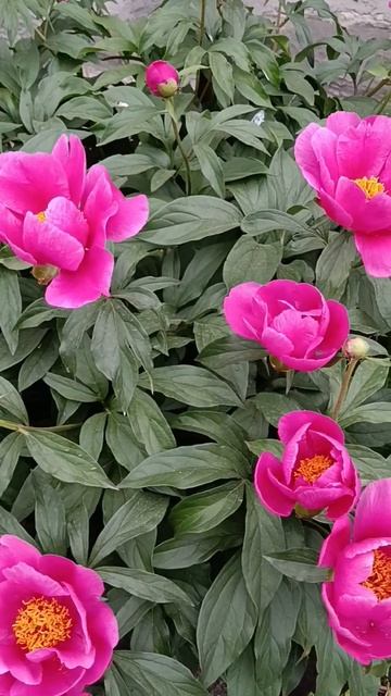Пионы #garden #shorts #цветы