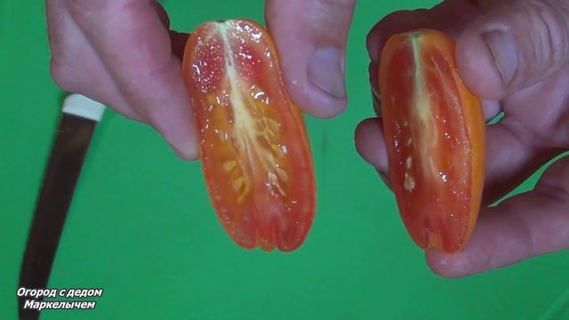 ТОМАТ ЛИСИЙ ХВОСТ.