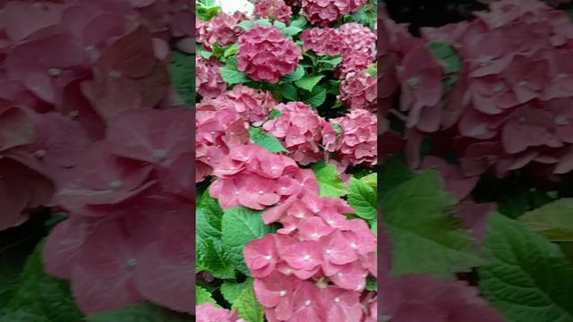 царица цветов. Гортензия.