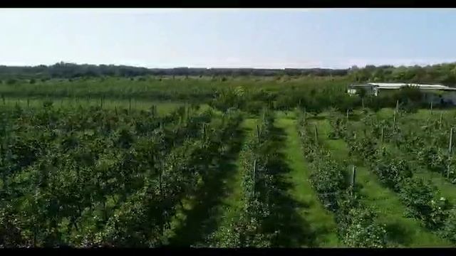 Яблоневый сад