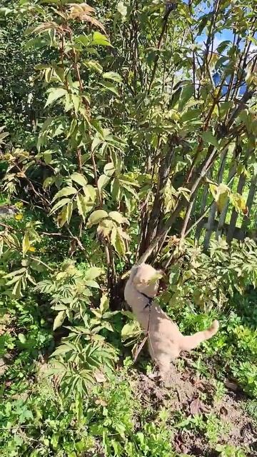 Кот и бузина