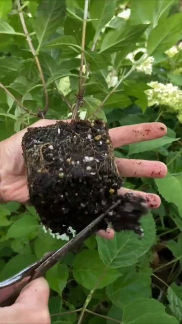 🌱Гортензия #корни #пересадка #hydrangea #garden #сад #дача #рас