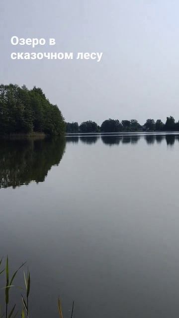 Озеро в сказочном лесу#озеро #рыбалка #fish #fishing