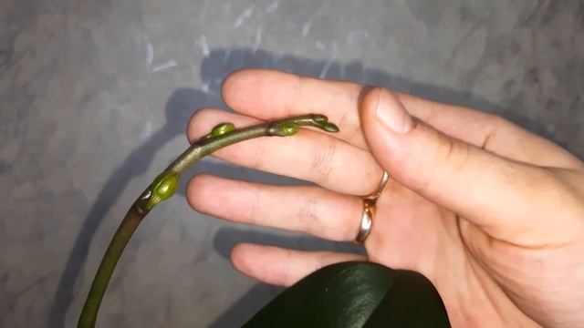 4382bf5c1d7da1fb3546d154bf5cb859