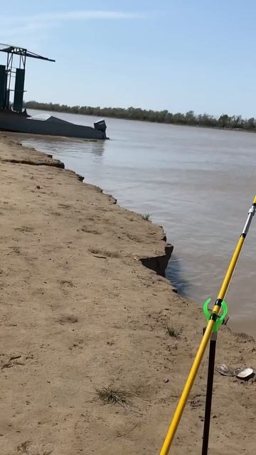 Как поимать сома или жайын #рыбалка #fishing #carpfishing #fish
