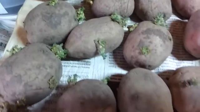 УРОЖАЙ НА УРА!!! КАРТОФЕЛЬ. ПОДГОТОВКА ПЕРЕД ПОСАДКОЙ..