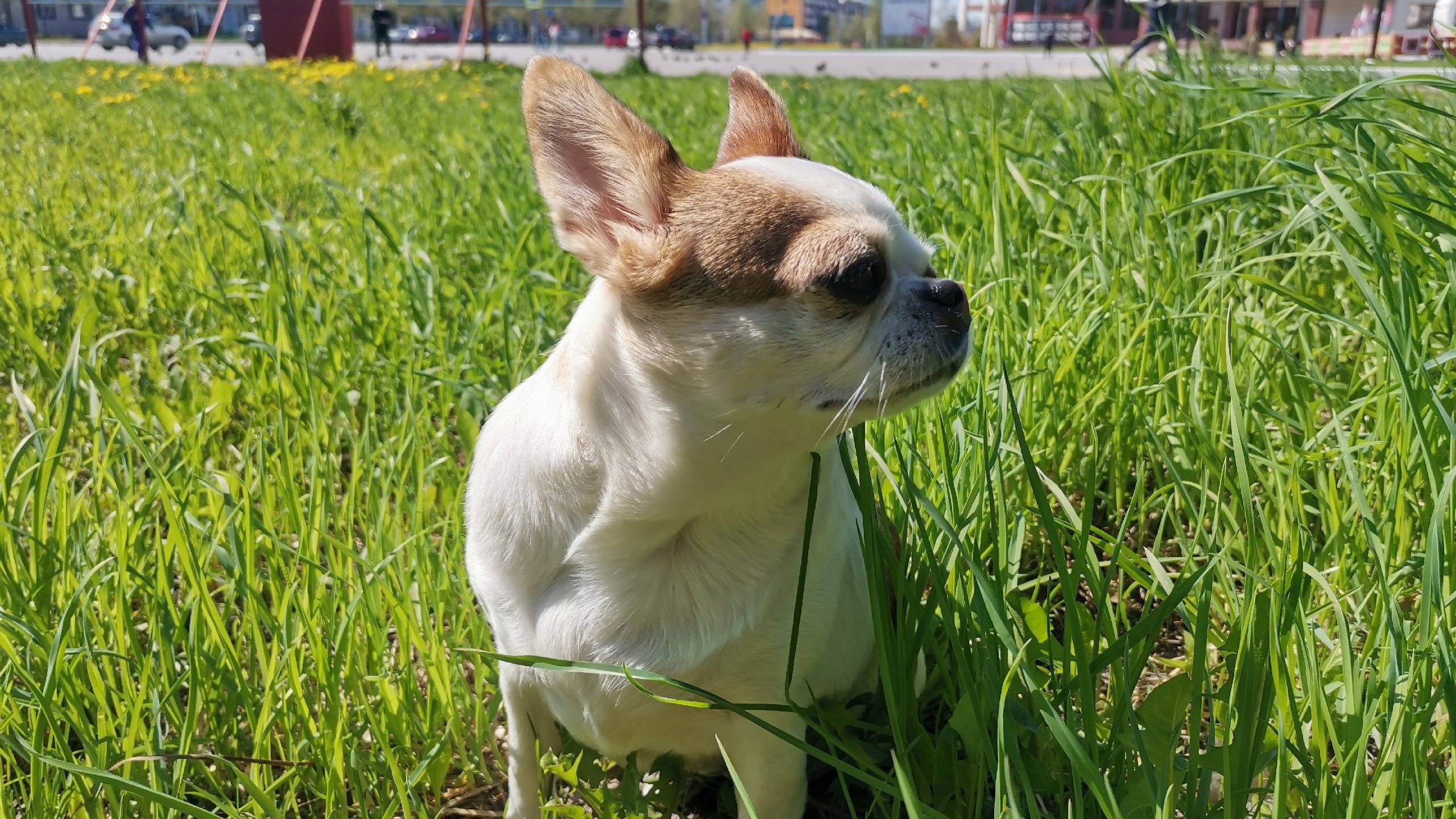 Собака бабака