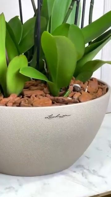 Планирую купить. #природа #цветы #дом