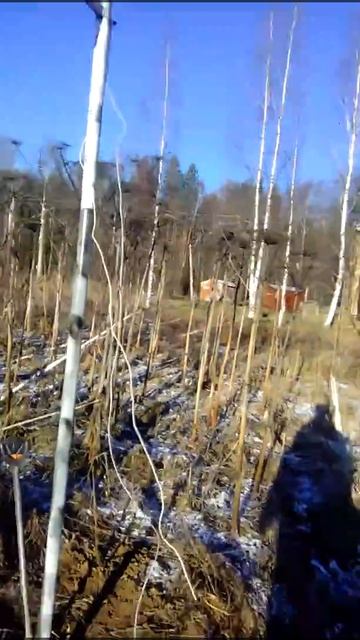 Альфа в зарослях борщевика 9 ноября 2018