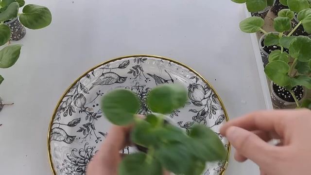 Продажа фиалок из Новокузнецка за 22.05.24