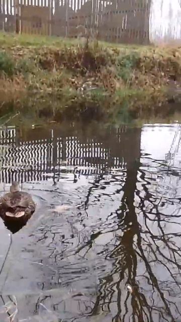 новые жители старого пруда