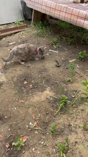 #датчики #теплица #умнаятеплица #коты #котики #кошкимыш