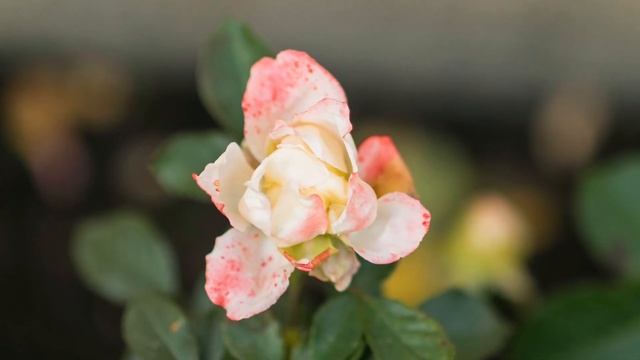 Сад Пресвятой Богородицы