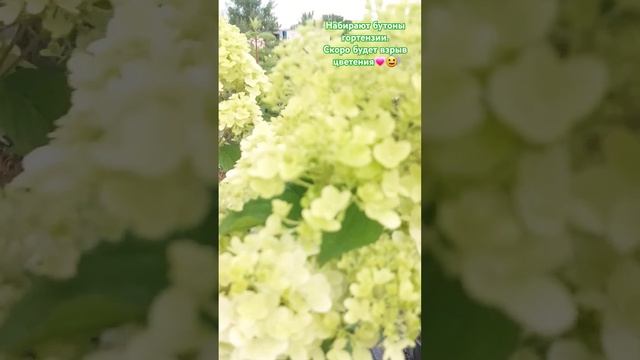 Диамонтино ,Стар роуз #гортензииметельчатые