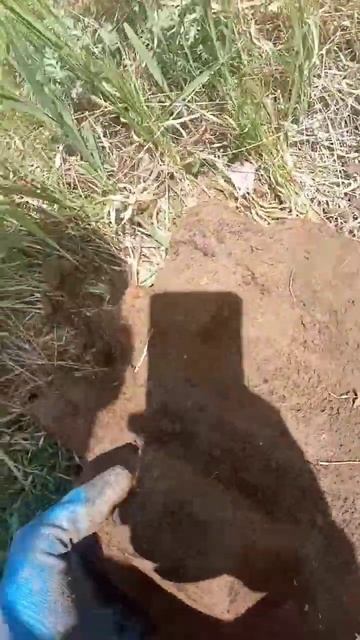 #коп #трак #металлоискатель #shortvideo