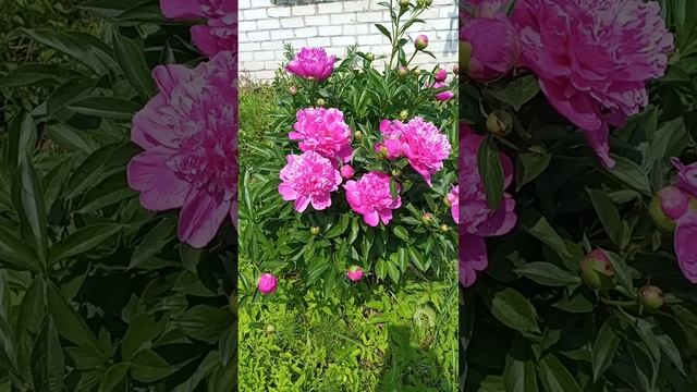 Красота, да и только!!!