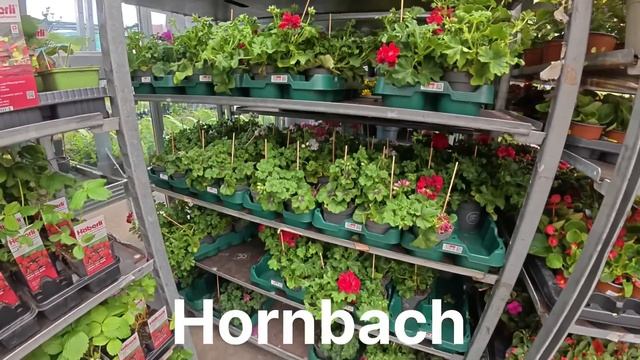 Я В ШОКЕ!!!💯РАССАДА НЕ СООТВЕТСТВУЕТ ЦЕНАМ!❌В швейцар