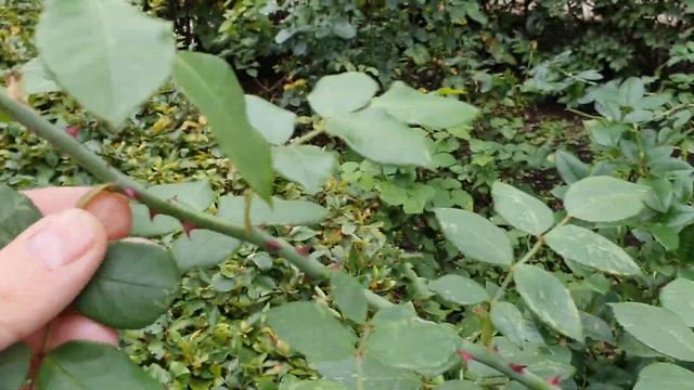 Дневник дачника часть 36