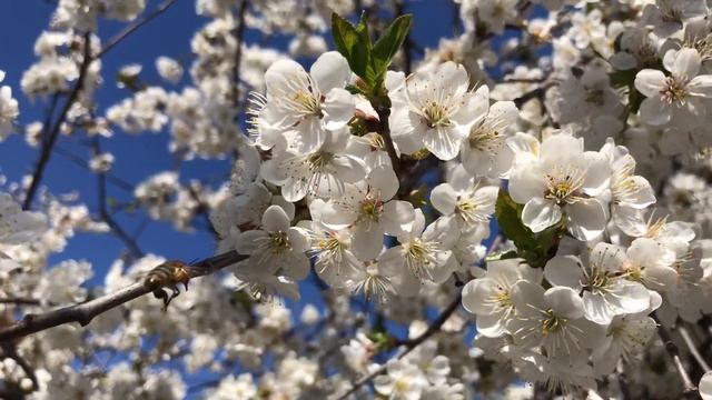 Aпрель 2020 Бутурлиновка, вишни цвет