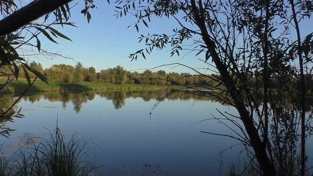 Звук вечернего леса. Дождь в лесу, атмосфера лета. Tascam D