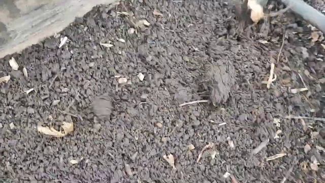 Почему только она?/Рассада в дом?#дача#цветы#влог#garden#ж?